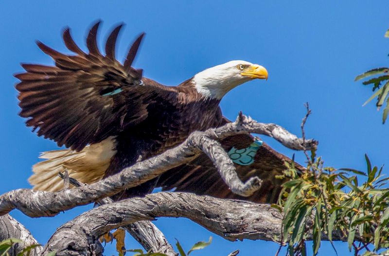 Surprising Recovery Of The Bald Eagle