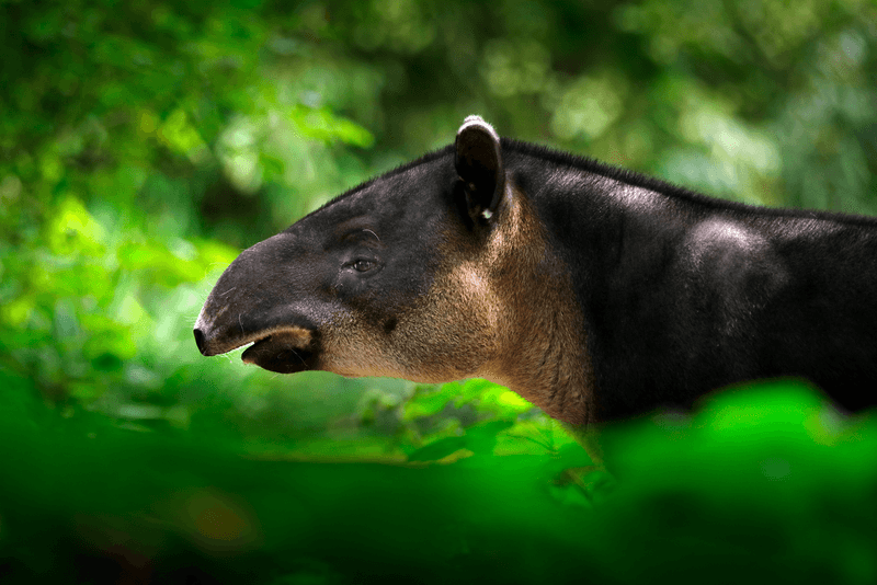 Baird's Tapirs