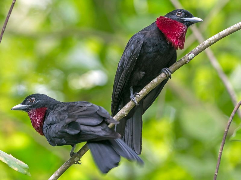 Purple-throated Fruitcrow: Jungle's Royal Resident