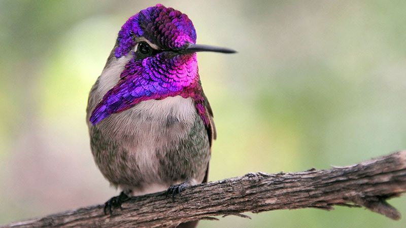 Costa's Hummingbird