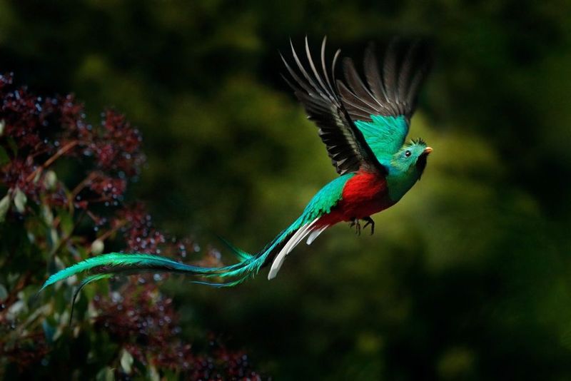 Resplendent Quetzal: Emerald Treasure Of Southern Skies