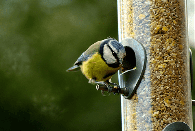 Clean Feeders, Happy Birds