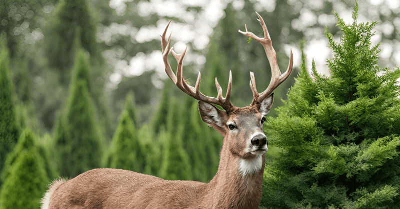 Arborvitae: Evergreen Deer Buffet