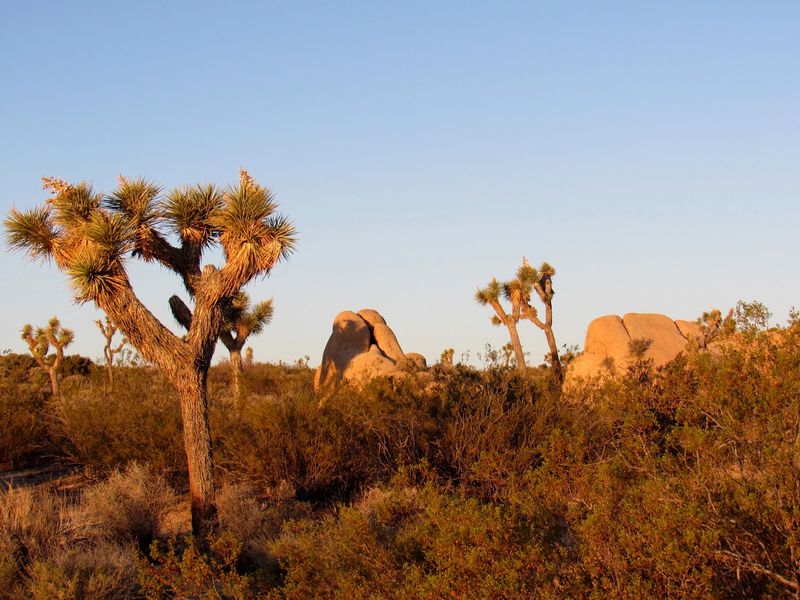 Joshua Tree Mystery Solved