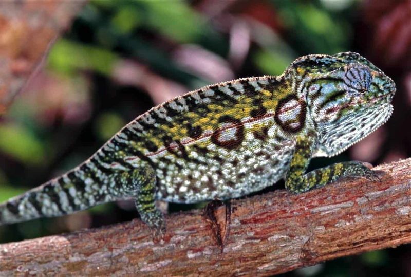 Carpet Chameleon