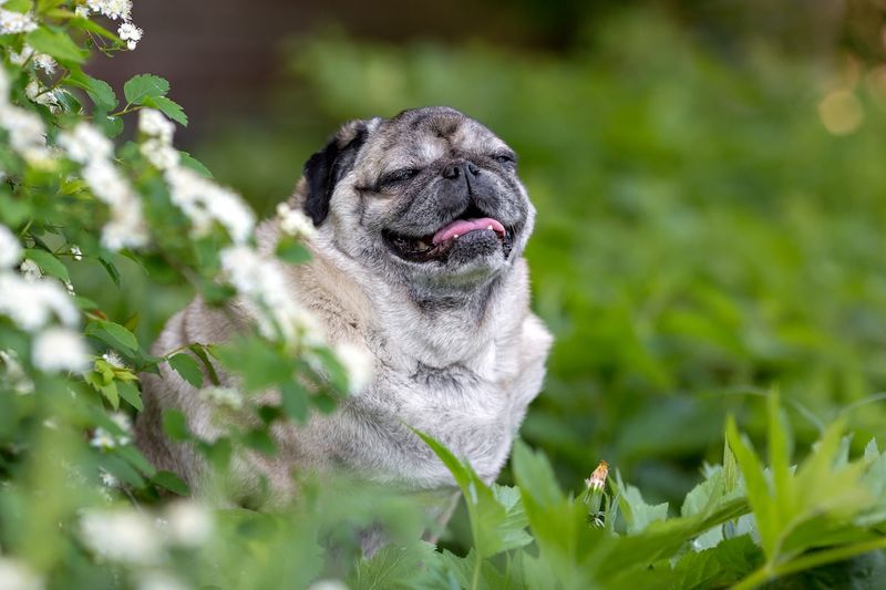 The Canine Comedian: Pugs