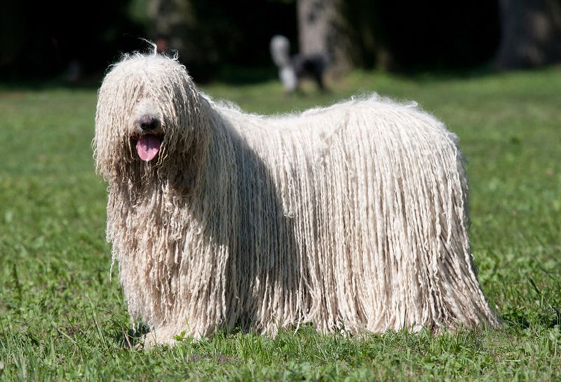 The Dreadlocked Showstopper