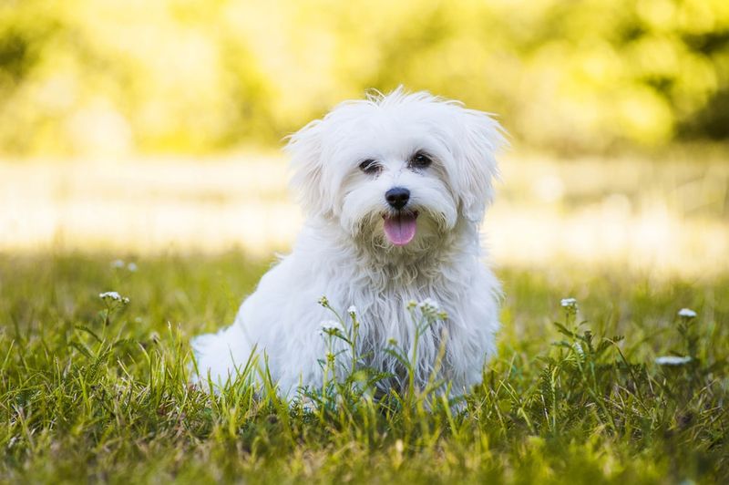 Heart-Melting Maltese