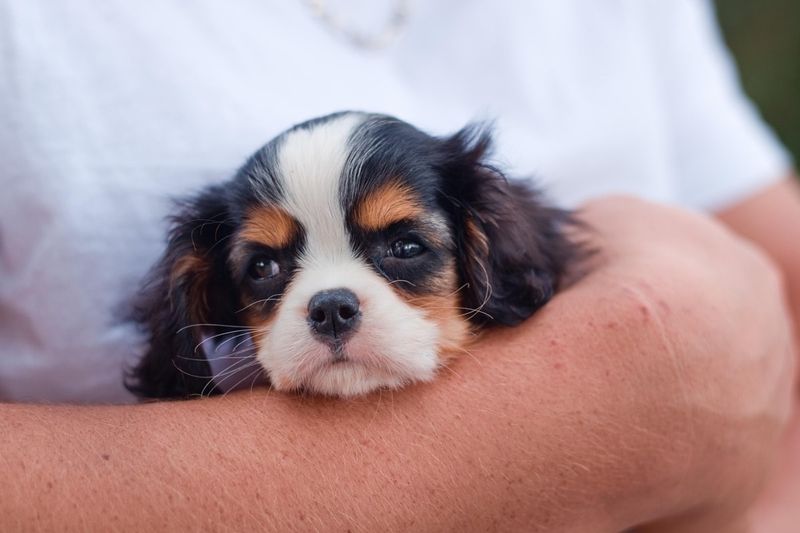 Cavalier Cuddle Kings