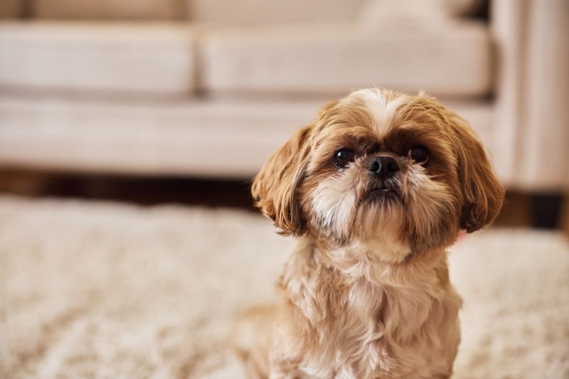 Shadow-Like Shih Tzus