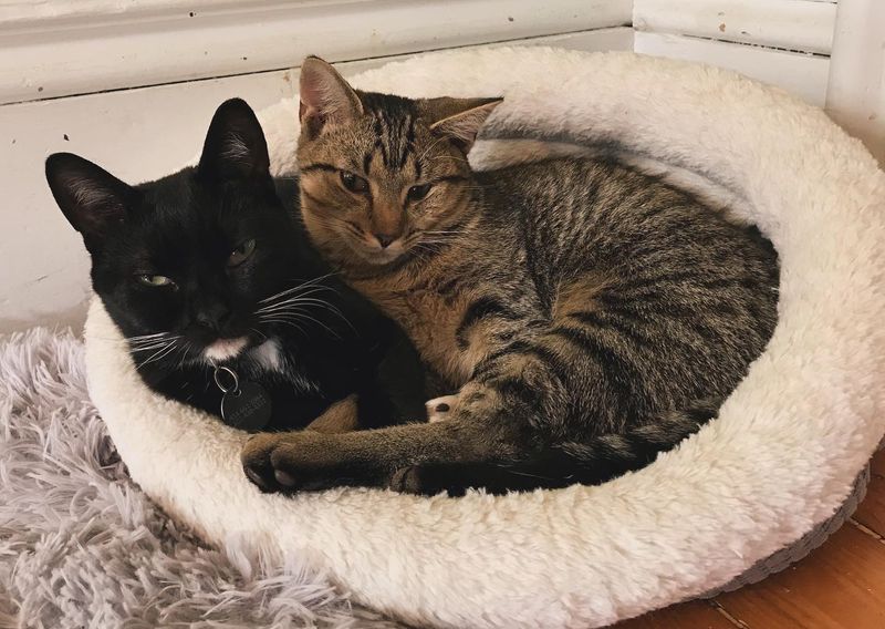 Bedtime Snuggle Champions