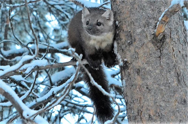 Swift Hunter: American Marten