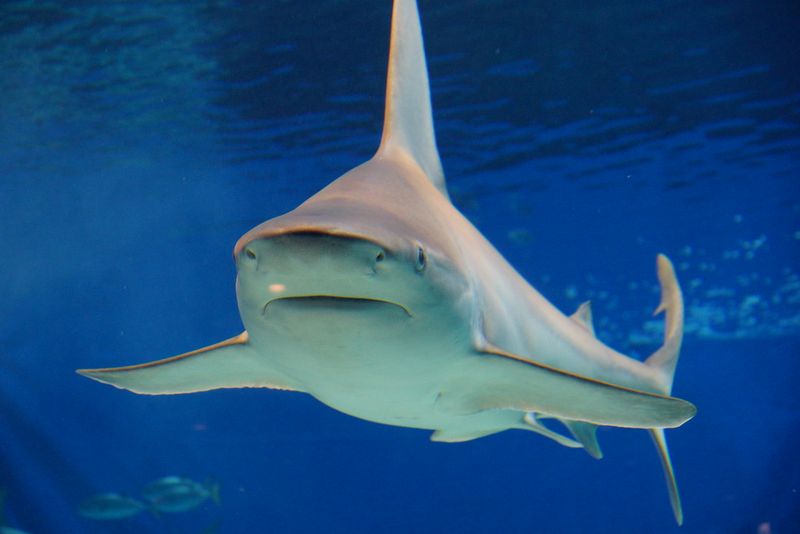 Bull Shark In Louisiana Canal
