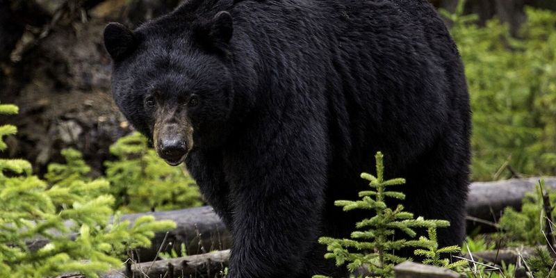 Black Bear Invasion In Colorado Kitchen