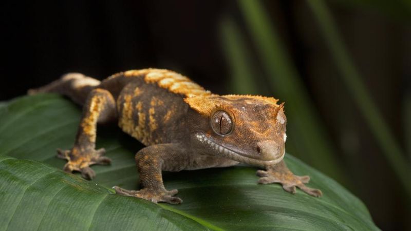 Night Survival Specialists: Crested Geckos