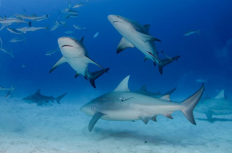 Relentless Hunter Pack: Bull Sharks