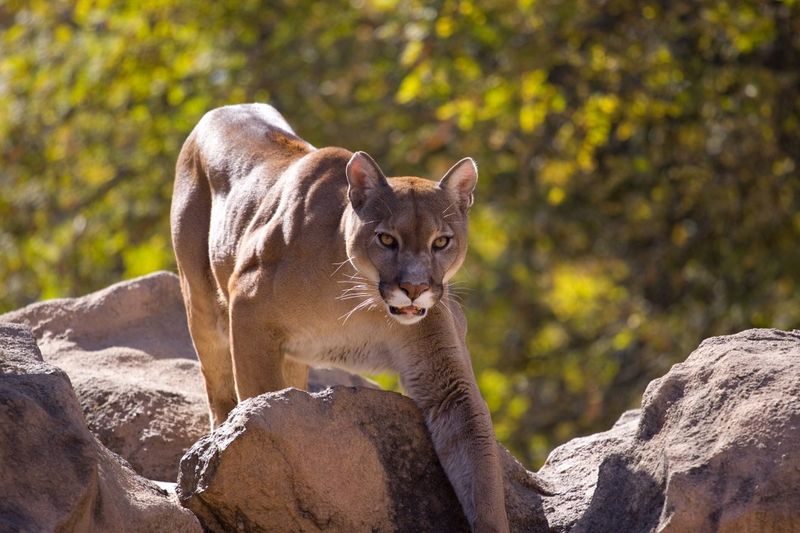 Mountain Lions – Stealthy Predators From Above