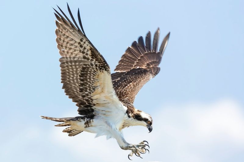 Hawks