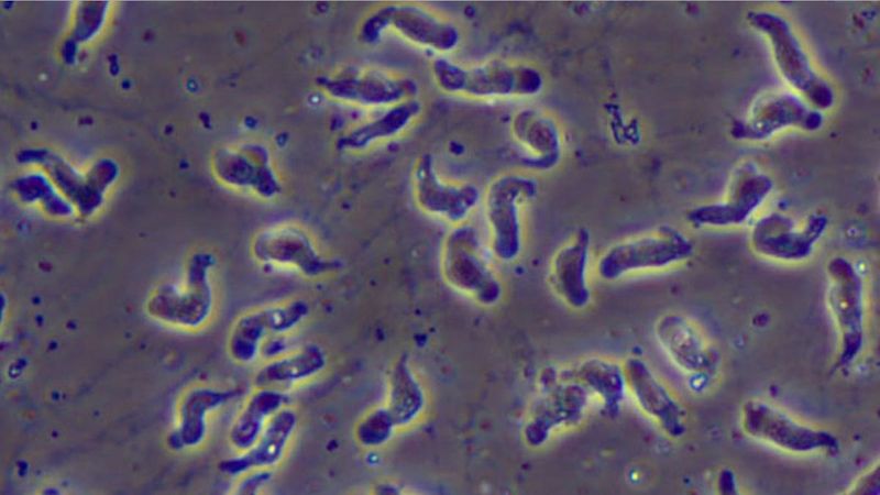 Tiny Terrors: Brain-Eating Amoebas