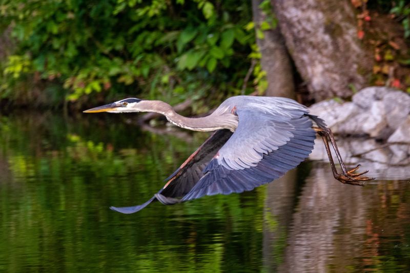 Great Blue Heron: Prehistoric Sentinel