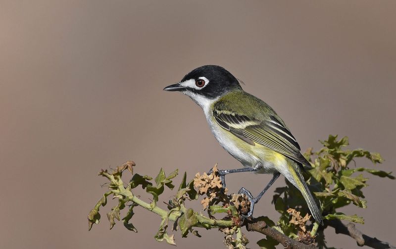 Black-Capped Vireo
