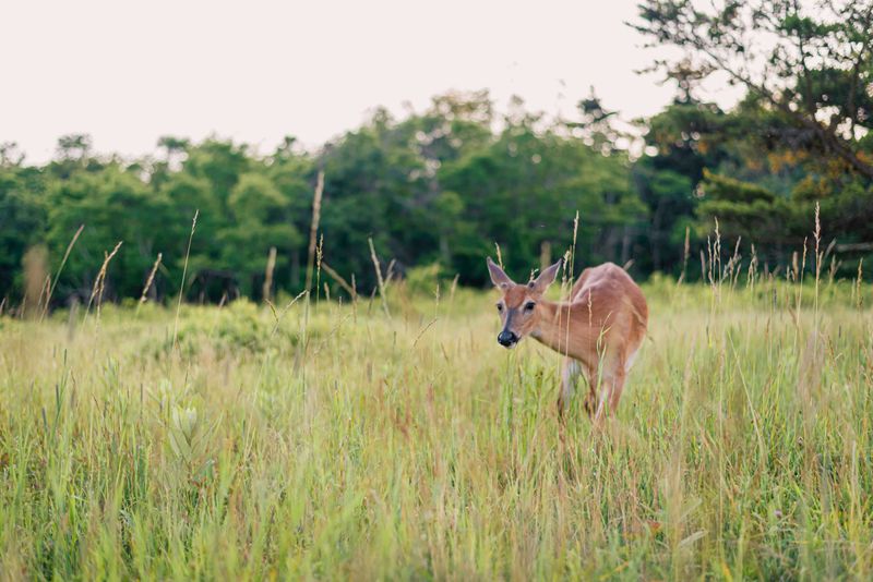 Virginia – Shenandoah National Park