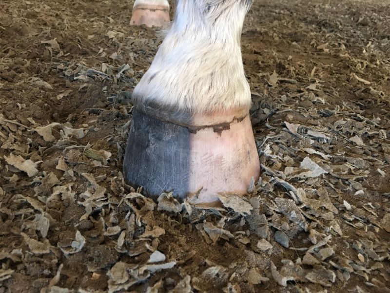 Unique Hoof Patterns