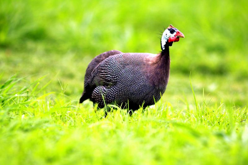 Homestead Guardians: Guinea Fowl