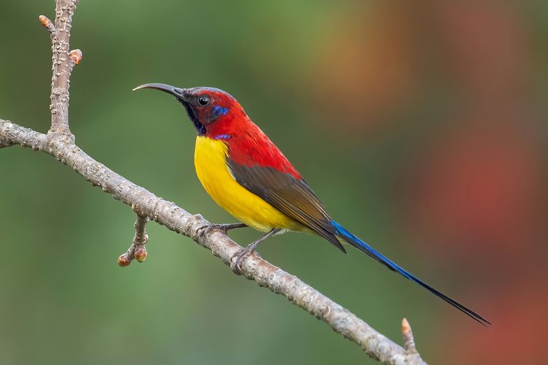 Glittering Gould's Sunbirds