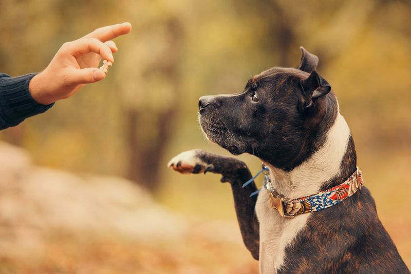 Training Basics: Potty Training And Commands