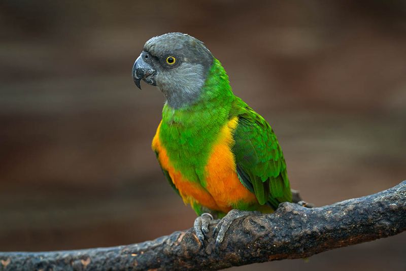 Devoted Senegal Parrot Sidekicks