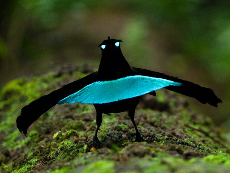 Superb Bird-of-Paradise's Graphic Liner