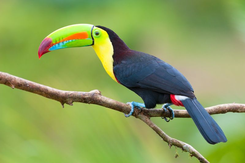 Keel-Billed Toucan