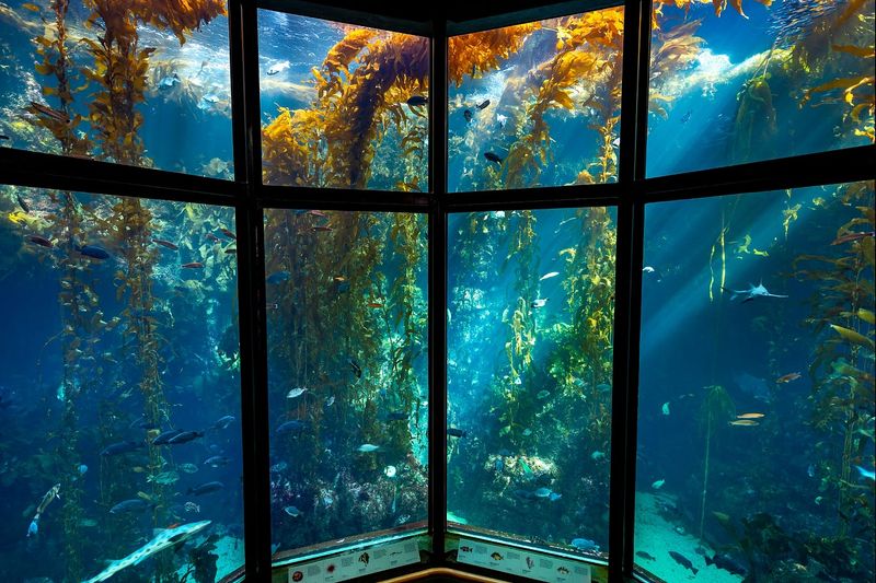 Monterey Bay Aquarium