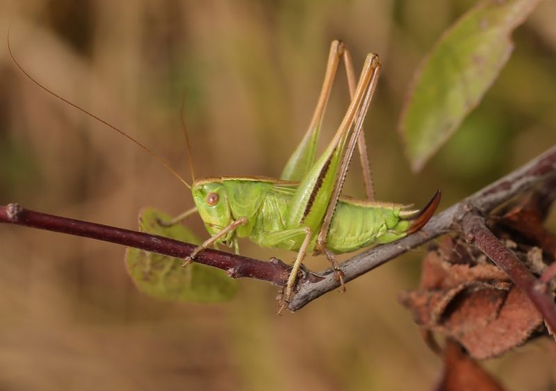 Emerald Katydid