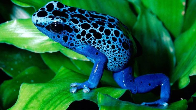 Blue Poison Dart Frog