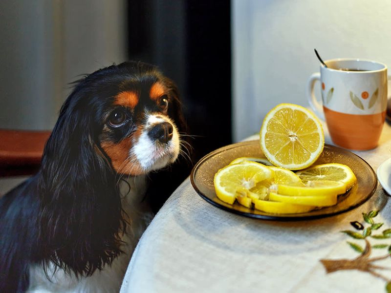 Citrus Fruits Make Dogs Flee