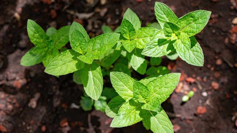 Mint Plant Perimeter