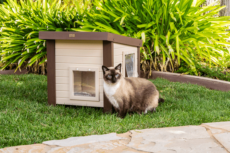 Create A Cat Sanctuary Area
