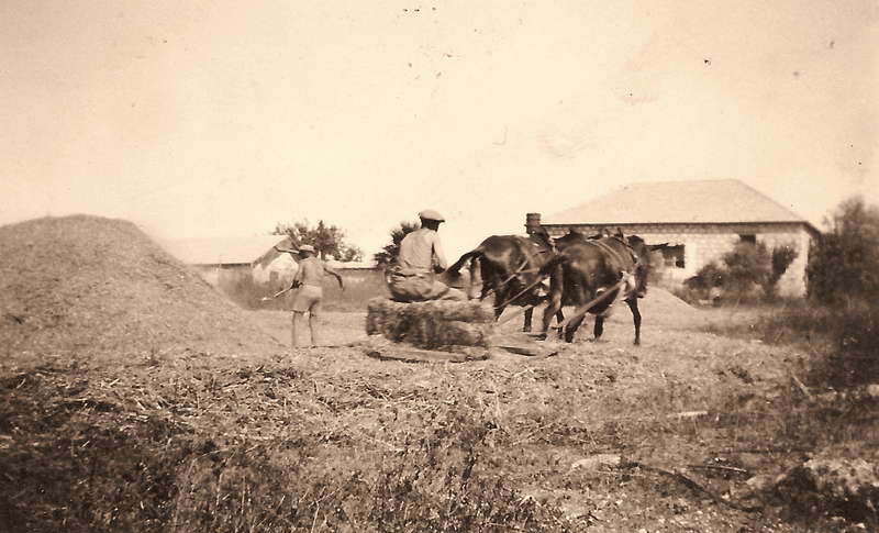 Grain Threshing Horse
