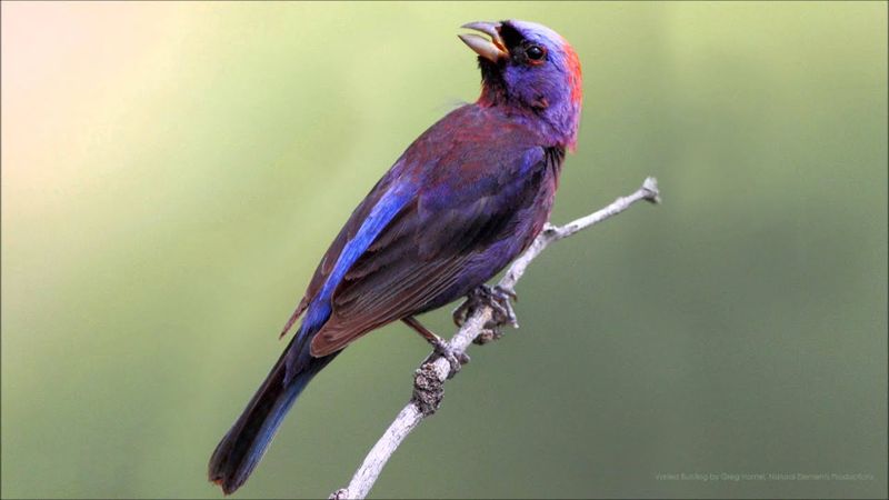 Varied Bunting: Desert's Purple Secret