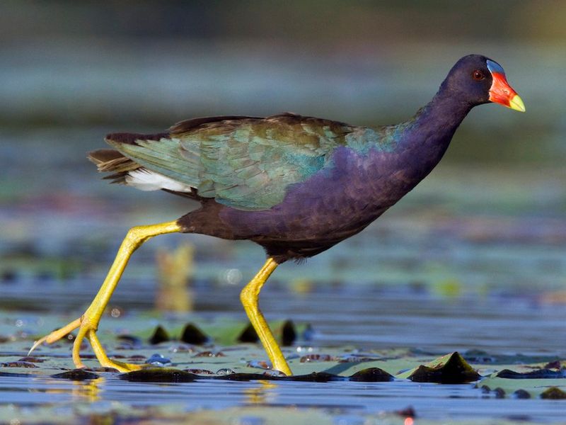 Purple Gallinule