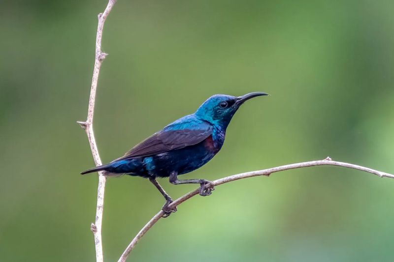Purple Sunbird