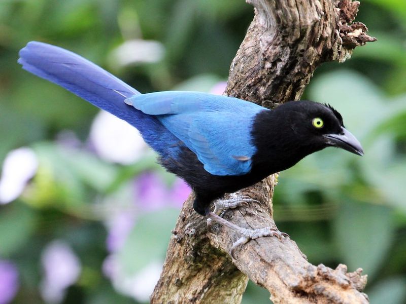 Purplish Jay
