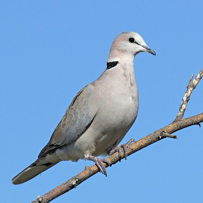 Ringneck Doves