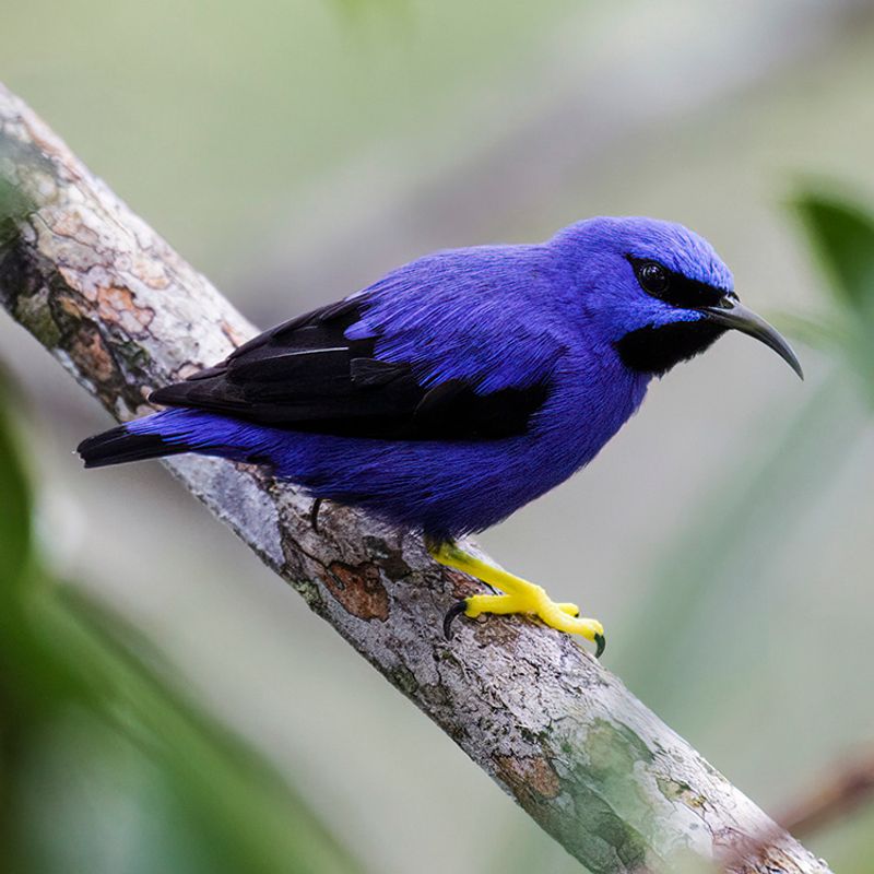 Purple Honeycreeper