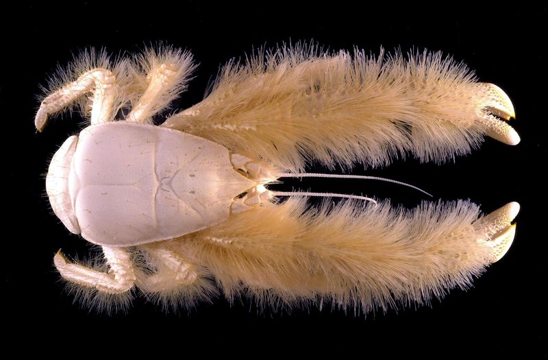 Yeti Crab: Hairy Deep-Sea Farmer