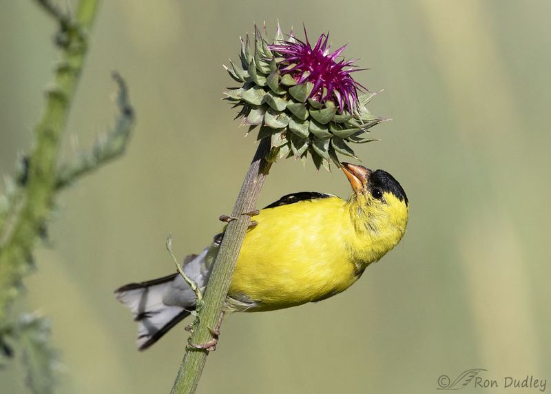 American Goldfinch