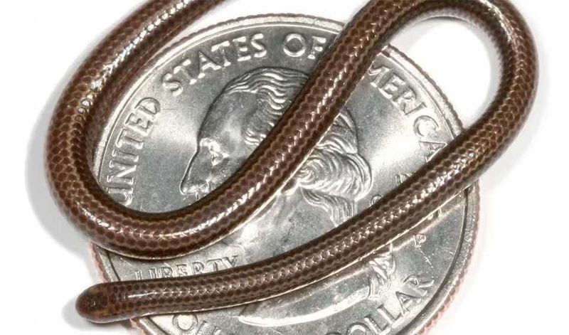 Smallest Snake: Barbados Threadsnake