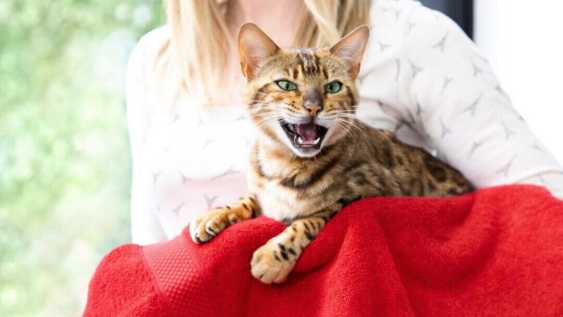 Increased Vocalization: Midnight Meowing